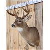 Image 4 : Nice 5x5 Whitetail Shoulder Mount Taxidermy