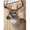 Image 5 : Nice 5x5 Whitetail Shoulder Mount Taxidermy