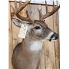 Image 6 : Nice 5x5 Whitetail Shoulder Mount Taxidermy