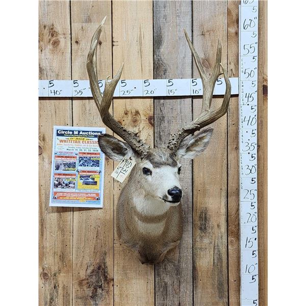 Heavy Mass 4x5 Mule Deer Shoulder Mount Taxidermy