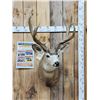 Image 1 : Heavy Mass 4x5 Mule Deer Shoulder Mount Taxidermy