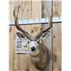 Image 2 : Heavy Mass 4x5 Mule Deer Shoulder Mount Taxidermy