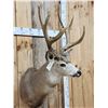 Image 3 : Heavy Mass 4x5 Mule Deer Shoulder Mount Taxidermy