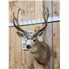 Image 4 : Heavy Mass 4x5 Mule Deer Shoulder Mount Taxidermy