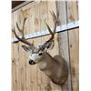 Image 5 : Heavy Mass 4x5 Mule Deer Shoulder Mount Taxidermy