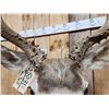 Image 6 : Heavy Mass 4x5 Mule Deer Shoulder Mount Taxidermy