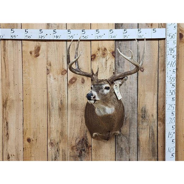4x5 Whitetail Shoulder Mount Taxidermy