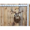 Image 1 : 4x5 Whitetail Shoulder Mount Taxidermy