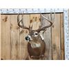 Image 2 : 4x5 Whitetail Shoulder Mount Taxidermy