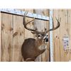 Image 3 : 4x5 Whitetail Shoulder Mount Taxidermy