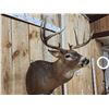 Image 4 : 4x5 Whitetail Shoulder Mount Taxidermy