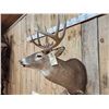 Image 5 : 4x5 Whitetail Shoulder Mount Taxidermy