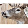 Image 6 : 4x5 Whitetail Shoulder Mount Taxidermy
