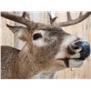 Image 7 : 4x5 Whitetail Shoulder Mount Taxidermy