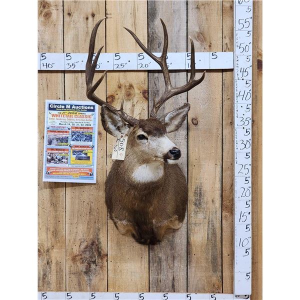 Nice 5x5 Mule Deer Shoulder Mount Taxidermy