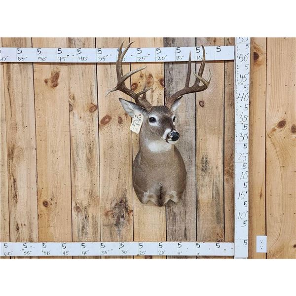 NICE Main Frame 5x5 Whitetail Shoulder Mount Taxidermy