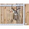 Image 1 : NICE Main Frame 5x5 Whitetail Shoulder Mount Taxidermy