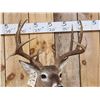 Image 2 : NICE Main Frame 5x5 Whitetail Shoulder Mount Taxidermy