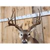 Image 3 : NICE Main Frame 5x5 Whitetail Shoulder Mount Taxidermy