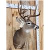 Image 4 : NICE Main Frame 5x5 Whitetail Shoulder Mount Taxidermy
