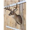 Image 5 : NICE Main Frame 5x5 Whitetail Shoulder Mount Taxidermy