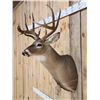 Image 6 : NICE Main Frame 5x5 Whitetail Shoulder Mount Taxidermy