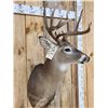 Image 7 : NICE Main Frame 5x5 Whitetail Shoulder Mount Taxidermy