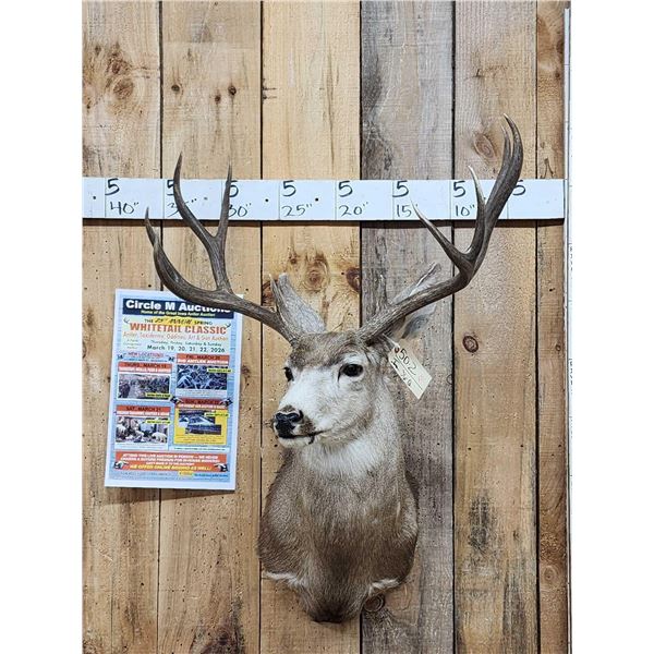 5x5 Mule Deer Shoulder Mount Taxidermy