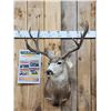 Image 1 : 5x5 Mule Deer Shoulder Mount Taxidermy