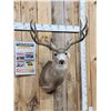 Image 2 : 5x5 Mule Deer Shoulder Mount Taxidermy
