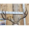 Image 3 : 5x5 Mule Deer Shoulder Mount Taxidermy