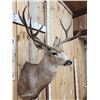 Image 4 : 5x5 Mule Deer Shoulder Mount Taxidermy