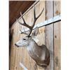 Image 5 : 5x5 Mule Deer Shoulder Mount Taxidermy