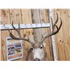 Image 6 : 5x5 Mule Deer Shoulder Mount Taxidermy