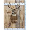 Image 1 : 4x5 Whitetail Shoulder Mount Taxidermy