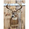 Image 2 : 4x5 Whitetail Shoulder Mount Taxidermy