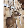 Image 3 : 4x5 Whitetail Shoulder Mount Taxidermy