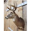 Image 4 : 4x5 Whitetail Shoulder Mount Taxidermy