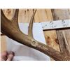 Image 6 : 4x5 Whitetail Shoulder Mount Taxidermy