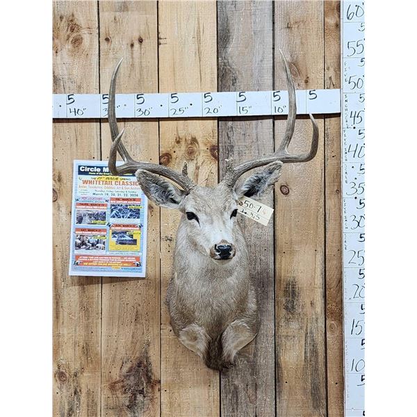 4x4 Mule Deer Shoulder Mount Taxidermy