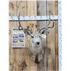 Image 1 : 4x4 Mule Deer Shoulder Mount Taxidermy