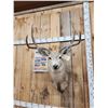 Image 2 : 4x4 Mule Deer Shoulder Mount Taxidermy