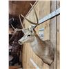 Image 3 : 4x4 Mule Deer Shoulder Mount Taxidermy