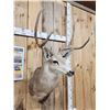 Image 4 : 4x4 Mule Deer Shoulder Mount Taxidermy