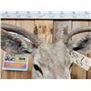 Image 5 : 4x4 Mule Deer Shoulder Mount Taxidermy
