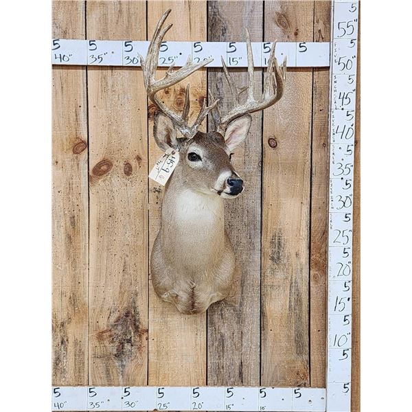 Nice Main Frame 7x7 Whitetail Shoulder Mount Taxidermy