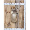 Image 1 : Nice Main Frame 7x7 Whitetail Shoulder Mount Taxidermy