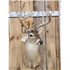Image 2 : Nice Main Frame 7x7 Whitetail Shoulder Mount Taxidermy