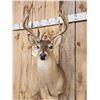 Image 3 : Nice Main Frame 7x7 Whitetail Shoulder Mount Taxidermy