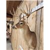 Image 4 : Nice Main Frame 7x7 Whitetail Shoulder Mount Taxidermy